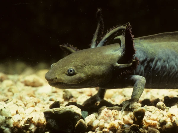 Ambystoma mavortium stebbinsi (Sonoran Tiger Salamander) | Arizona